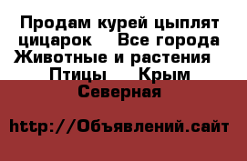 Продам курей цыплят,цицарок. - Все города Животные и растения » Птицы   . Крым,Северная